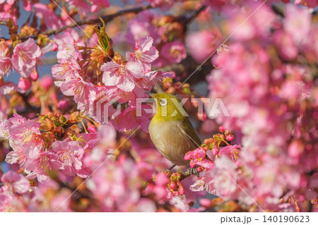 河津桜にとまるメジロ 春を感じるサクジロー  140190623