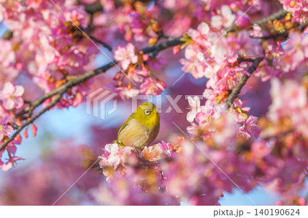 河津桜にとまるメジロ 春を感じるサクジロー 河津桜にとまるメジロ 春を感じるサクジロー 140190624