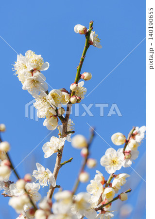 春の訪れを告げる白梅の花 春の訪れを告げる白梅の花 140190655
