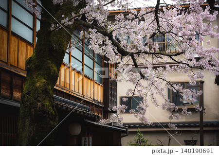 金沢・主計町茶屋街の「暗がり坂」へと続く風情ある路地と満開の桜 140190691