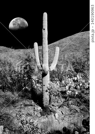 Moon Rising High Contrast Old Saguaro Cactus Sonora desert Arizona in Black and White Moon Rising High Contrast Old Saguaro Cactus Sonora desert Arizona in Black and White 140190963
