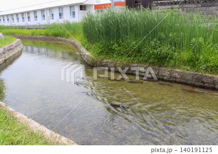 庭園の池の水面を泳ぐ日本の鯉の群れ 庭園の池の水面を泳ぐ日本の鯉の群れ 140191125