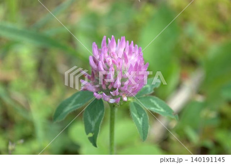 咲き始めたムラサキツメクサの花 140191145