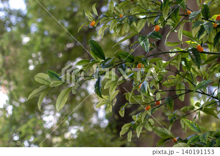 Citrus japonica, round kumquat, Marumi kumquat or Morgani kumquat tree with ripe fruits 140191153