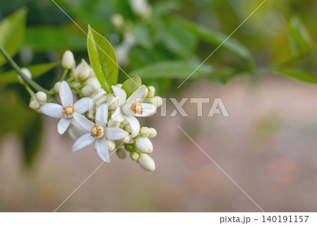 Orange tree blossom branch with flowers and buds over orchard background 140191157