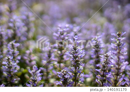 Ajuga reptans, bugle, blue bugle or bugleweed flowers with dreamy bokeh 140191170