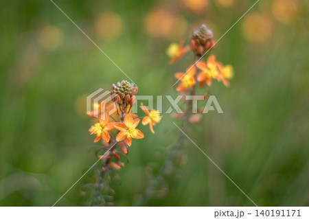 Bulbine frutescens, wild kopieva or stalked bulbine flowers with selective focus Bulbine frutescens, wild kopieva or stalked bulbine flowers with selective focus 140191171