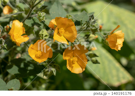 Abutilon grandifolium or hairy Indian mallow orange flowers in sunny garden Abutilon grandifolium or hairy Indian mallow orange flowers in sunny garden 140191176