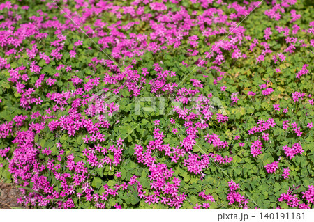 Oxalis articulata or pink sorrel or pink wood sorrel flowering groundcover Oxalis articulata or pink sorrel or pink wood sorrel flowering groundcover 140191181
