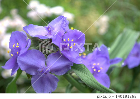 ムラサキツユクサの花 ムラサキツユクサの花 140191268