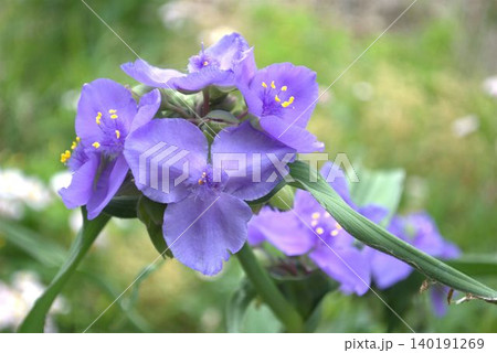 ムラサキツユクサの花 140191269