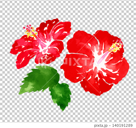 木槿花插圖,夏季花卉水彩畫 木槿花插圖,夏季花卉水彩畫 140191289