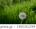 緑の草地を背景にしたタンポポの白い綿毛 140191299