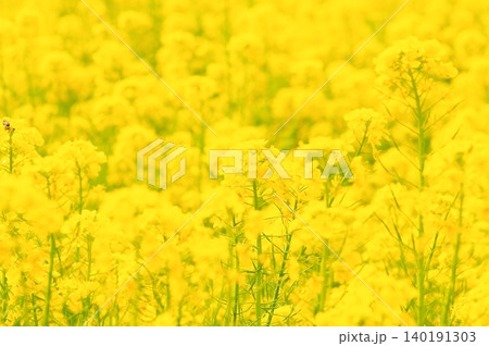満開の菜の花 満開の菜の花 140191303