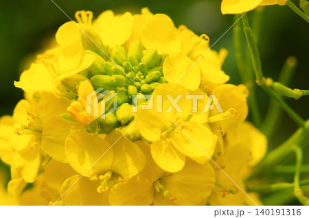 満開の菜の花 満開の菜の花 140191316