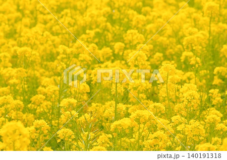 満開の菜の花 満開の菜の花 140191318