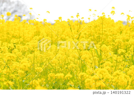 満開の菜の花 満開の菜の花 140191322