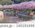 早朝の河津桜（横） 140191499