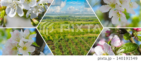 Premium horizontal collage of vibrant spring agriculture featuring a panoramic green orchard field and blooming apple tree branch macro shots with white flowers. Premium horizontal collage of vibrant spring agriculture featuring a panoramic green orchard field and blooming apple tree branch macro shots with white flowers. 140191549