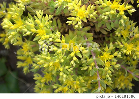 初夏に咲く星の形の花を咲かせるツルマンネングサ 初夏に咲く星の形の花を咲かせるツルマンネングサ 140191596