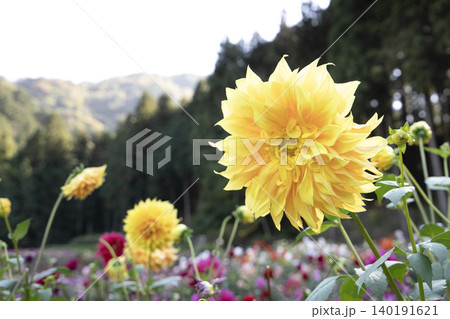 山間の花畑に咲く黄色いダリア(品種:ボナベンチャー) 山間の花畑に咲く黄色いダリア(品種:ボナベンチャー) 140191621