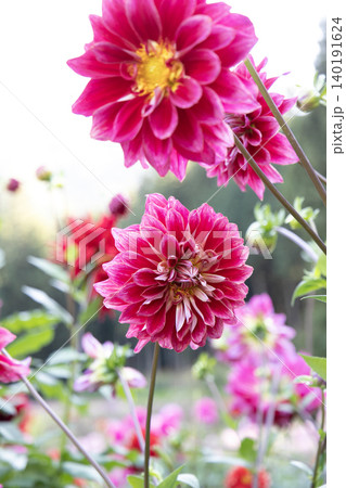 花畑に咲く紅色のダリア(品種:紅富士) 花畑に咲く紅色のダリア(品種:紅富士) 140191624