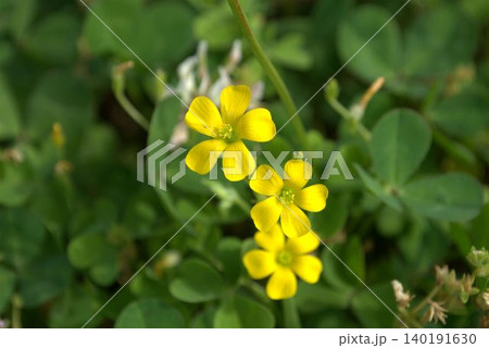 黄色いカタバミの花 黄色いカタバミの花 140191630