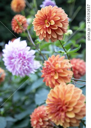 花畑に咲く淡いオレンジ色と紫色のダリア(品種:カミオン、銀映) 花畑に咲く淡いオレンジ色と紫色のダリア(品種:カミオン、銀映) 140191637