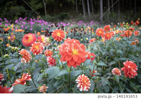 満開となったダリアの花畑(品種:縁結び) 満開となったダリアの花畑(品種:縁結び) 140191653