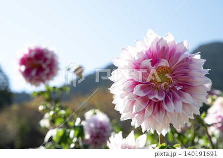 山間の花畑に咲く紫と白のグラデーションが美しいダリア(品種:宝珠) 山間の花畑に咲く紫と白のグラデーションが美しいダリア(品種:宝珠) 140191691