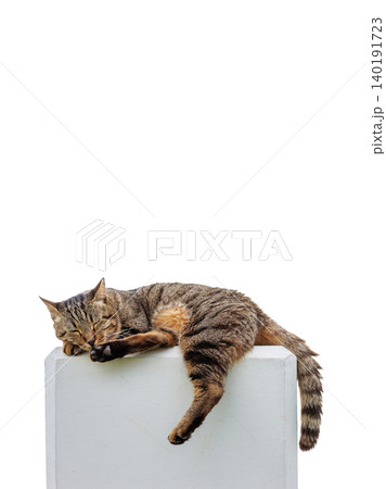 Tabby cat sleeping with hanging paw and tail, isolated against a white background with large copy space. Tabby cat sleeping with hanging paw and tail, isolated against a white background with large copy space. 140191723