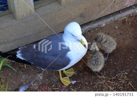 八戸市・蕪島神社で出会ったウミネコの赤ちゃんと親鳥の情景｜小さな命の成長と野生動物の生態 140191731