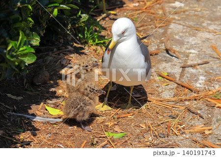 八戸市・蕪島神社で出会ったウミネコの赤ちゃんと親鳥の情景｜小さな命の成長と野生動物の生態 140191743