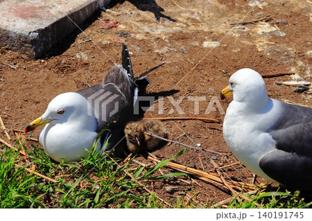 八戸市・蕪島神社で出会ったウミネコの赤ちゃんと親鳥の情景|小さな命の成長と野生動物の生態 八戸市・蕪島神社で出会ったウミネコの赤ちゃんと親鳥の情景|小さな命の成長と野生動物の生態 140191745