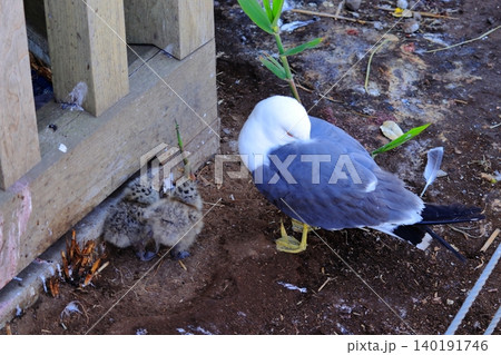 八戸市・蕪島神社で出会ったウミネコの赤ちゃんと親鳥の情景|小さな命の成長と野生動物の生態 八戸市・蕪島神社で出会ったウミネコの赤ちゃんと親鳥の情景|小さな命の成長と野生動物の生態 140191746