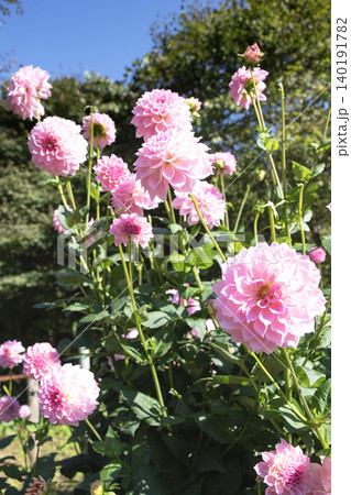 青空に咲くピンク色のダリア(品種:花音) 青空に咲くピンク色のダリア(品種:花音) 140191782