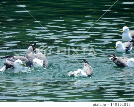 仲間と一緒に水浴びをして遊んでいるウミネコ 仲間と一緒に水浴びをして遊んでいるウミネコ 140191813