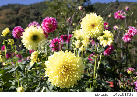 花びらが豊かな黄色いダリア(品種:月世界) 花びらが豊かな黄色いダリア(品種:月世界) 140191833