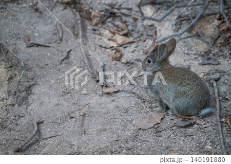 ウサギの楽園 大久野島 ウサギの楽園 大久野島 140191880