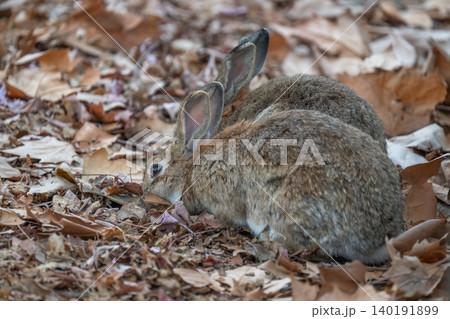 ウサギの楽園 大久野島 ウサギの楽園 大久野島 140191899