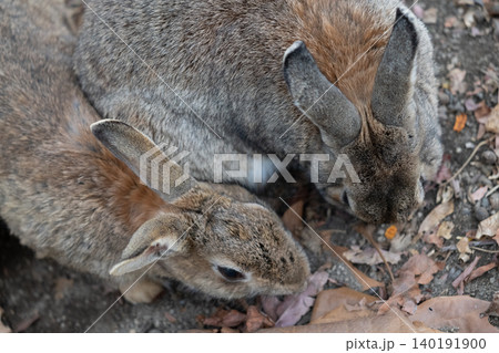 ウサギの楽園 大久野島 ウサギの楽園 大久野島 140191900