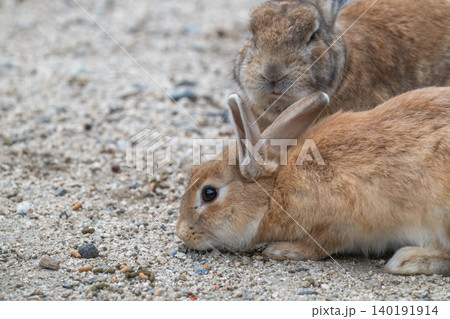 ウサギの楽園 大久野島 ウサギの楽園 大久野島 140191914