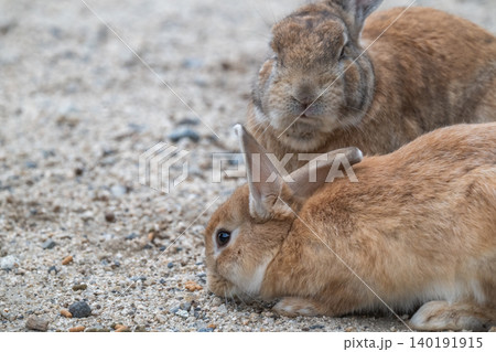 ウサギの楽園 大久野島 ウサギの楽園 大久野島 140191915
