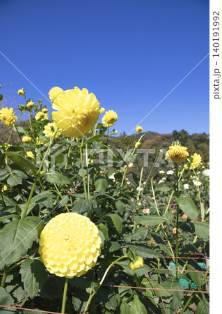 青空の花畑に咲く黄色いダリア(品種:ナマハゲムーン) 青空の花畑に咲く黄色いダリア(品種:ナマハゲムーン) 140191992