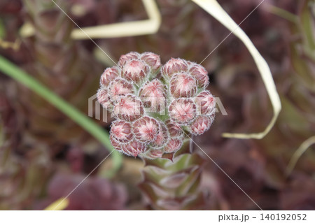 Fuzzy Sempervivum Succulent Flower Buds Closeup Fuzzy Sempervivum Succulent Flower Buds Closeup 140192052