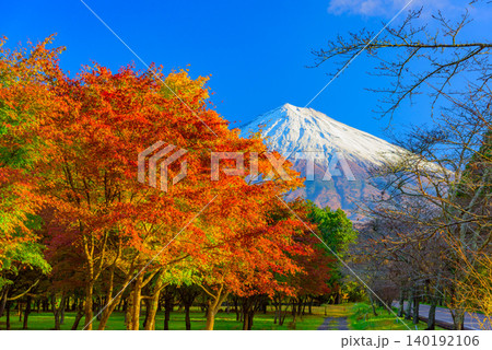秋晴れの早朝 頂上部に積雪した富士山と最盛期を迎えた真っ赤な紅葉の絶景風景無人 140192106