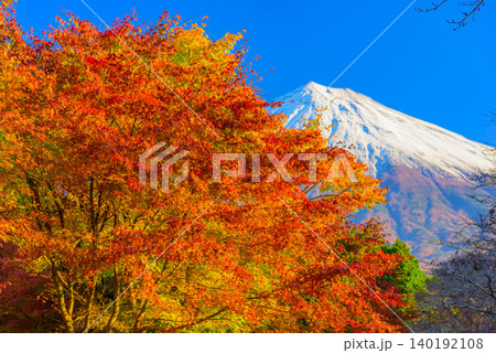 秋晴れの早朝 頂上部に積雪した富士山と最盛期を迎えた真っ赤な紅葉の絶景風景無人 140192108