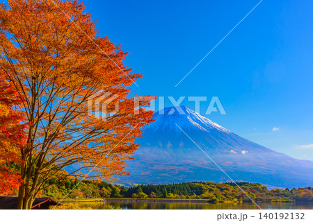 秋晴れの早朝 朝日を浴びる冠雪の富士山と画面左上を彩る最盛期の紅葉の枝ぶり【田貫湖】 140192132
