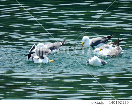 八丈島八重根漁港で仲間たちと水浴びをするウミネコ 140192139