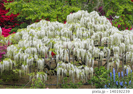 満開の白藤の花(あしかがフラワーパーク) 満開の白藤の花(あしかがフラワーパーク) 140192239